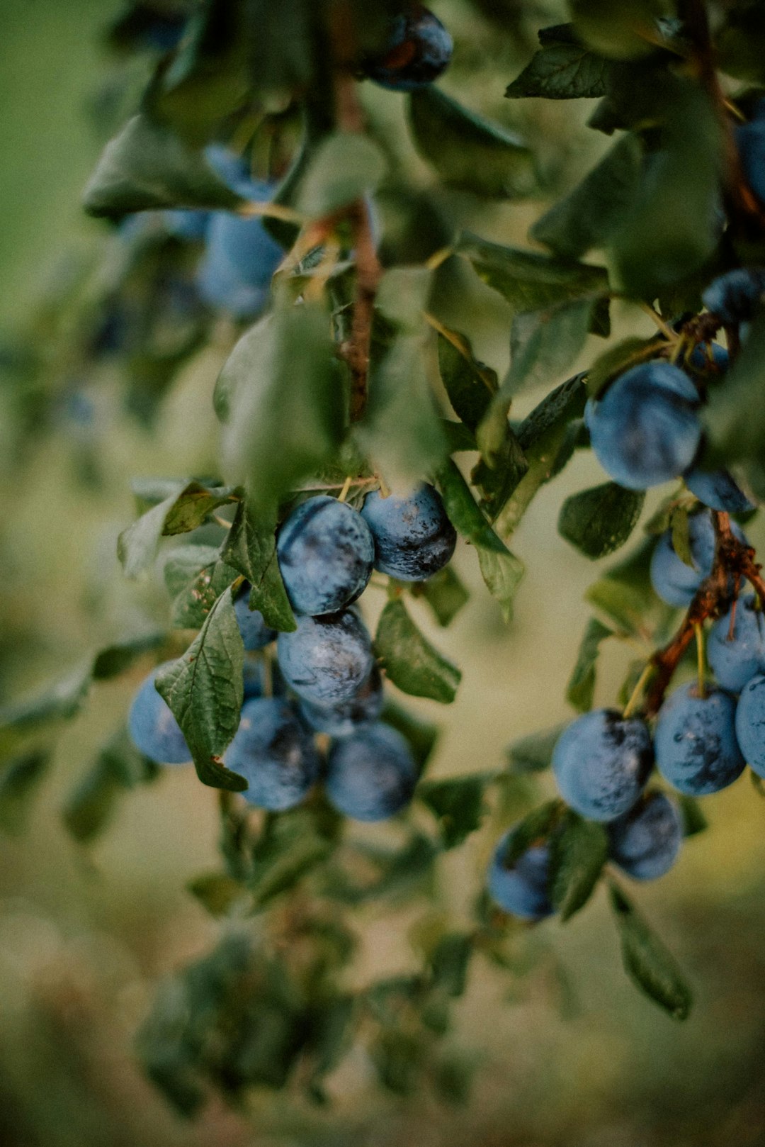 blue round fruits in tilt shift lens