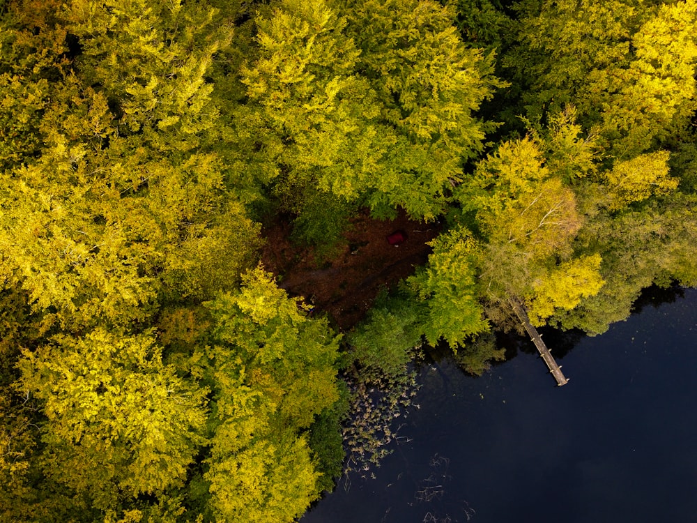 green and yellow trees beside river during daytime
