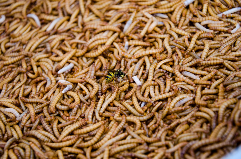 Insecte vert et noir sur textile marron