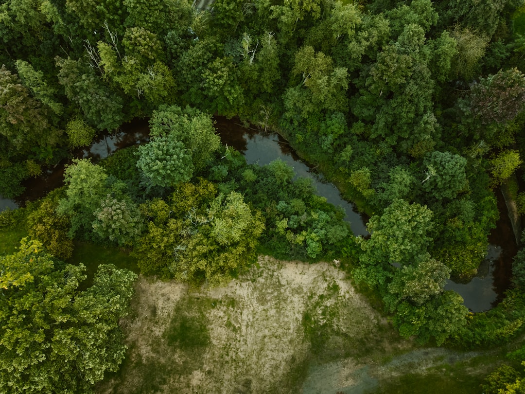 green trees on brown rock formation