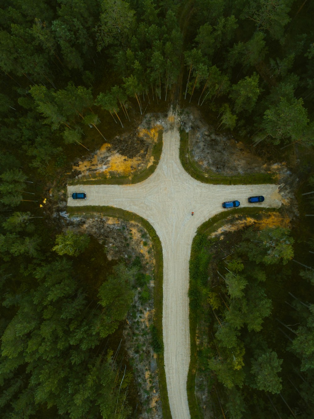 aerial view of green trees and road