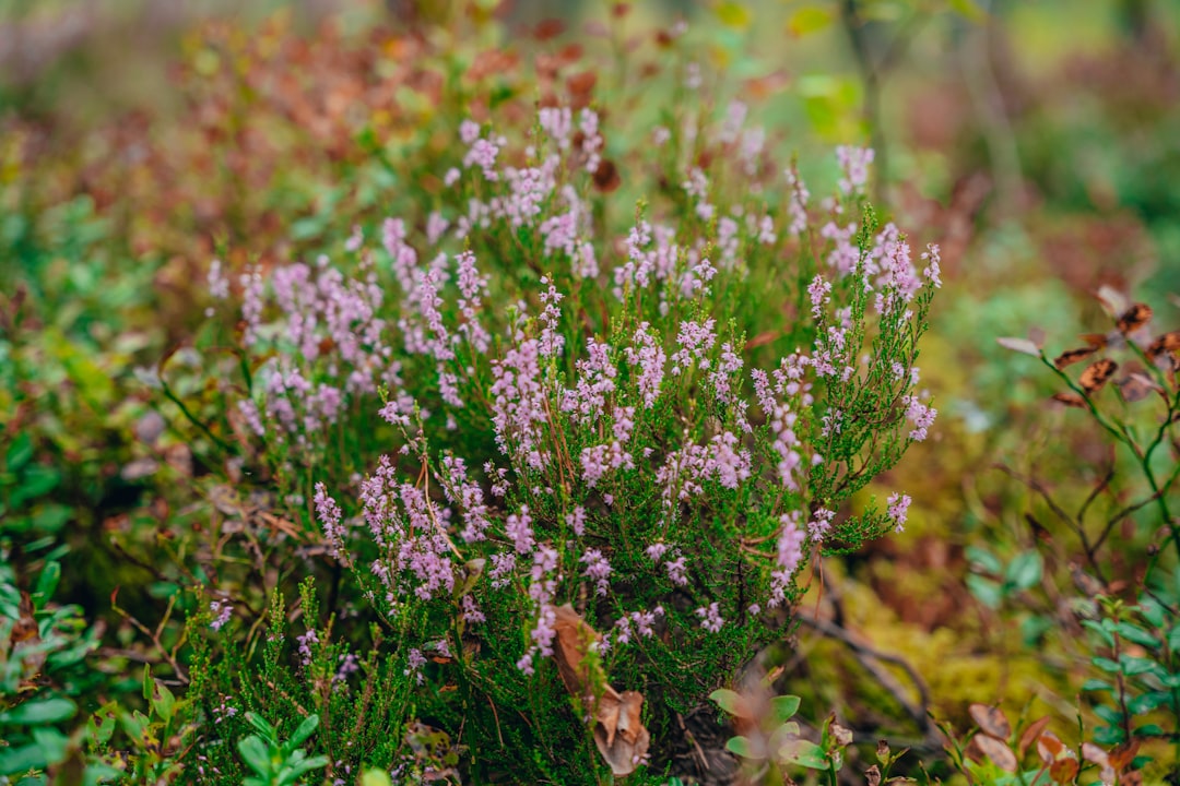 purple flowers on green grass during daytime