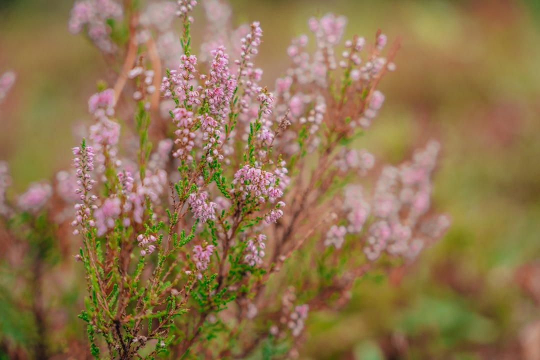 purple flowers in tilt shift lens