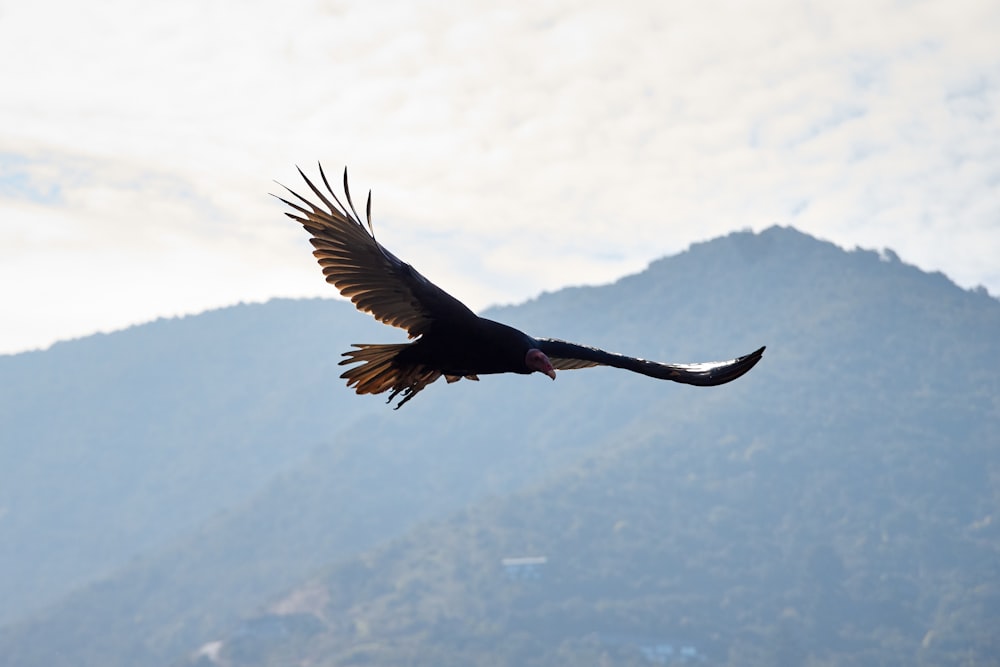 black bird flying during daytime