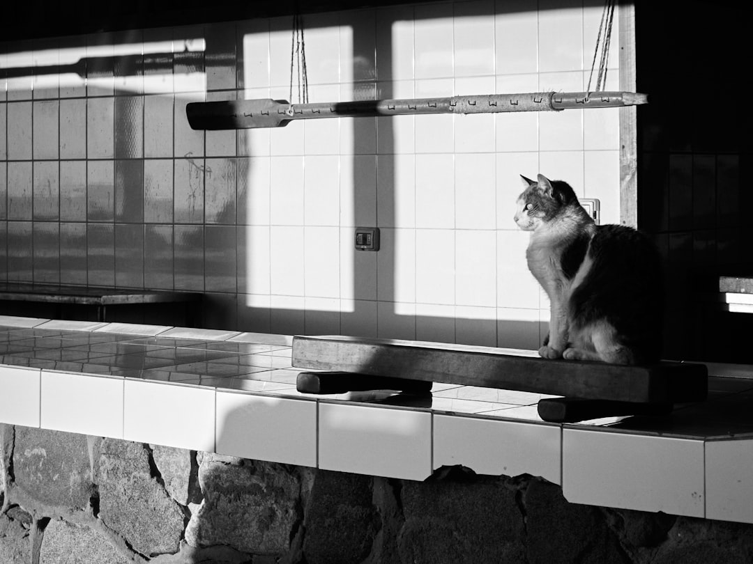 white and black cat on white ceramic sink