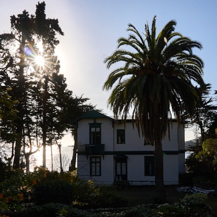 Spacious family home with a lush garden and a porch shaded by tall palm trees.