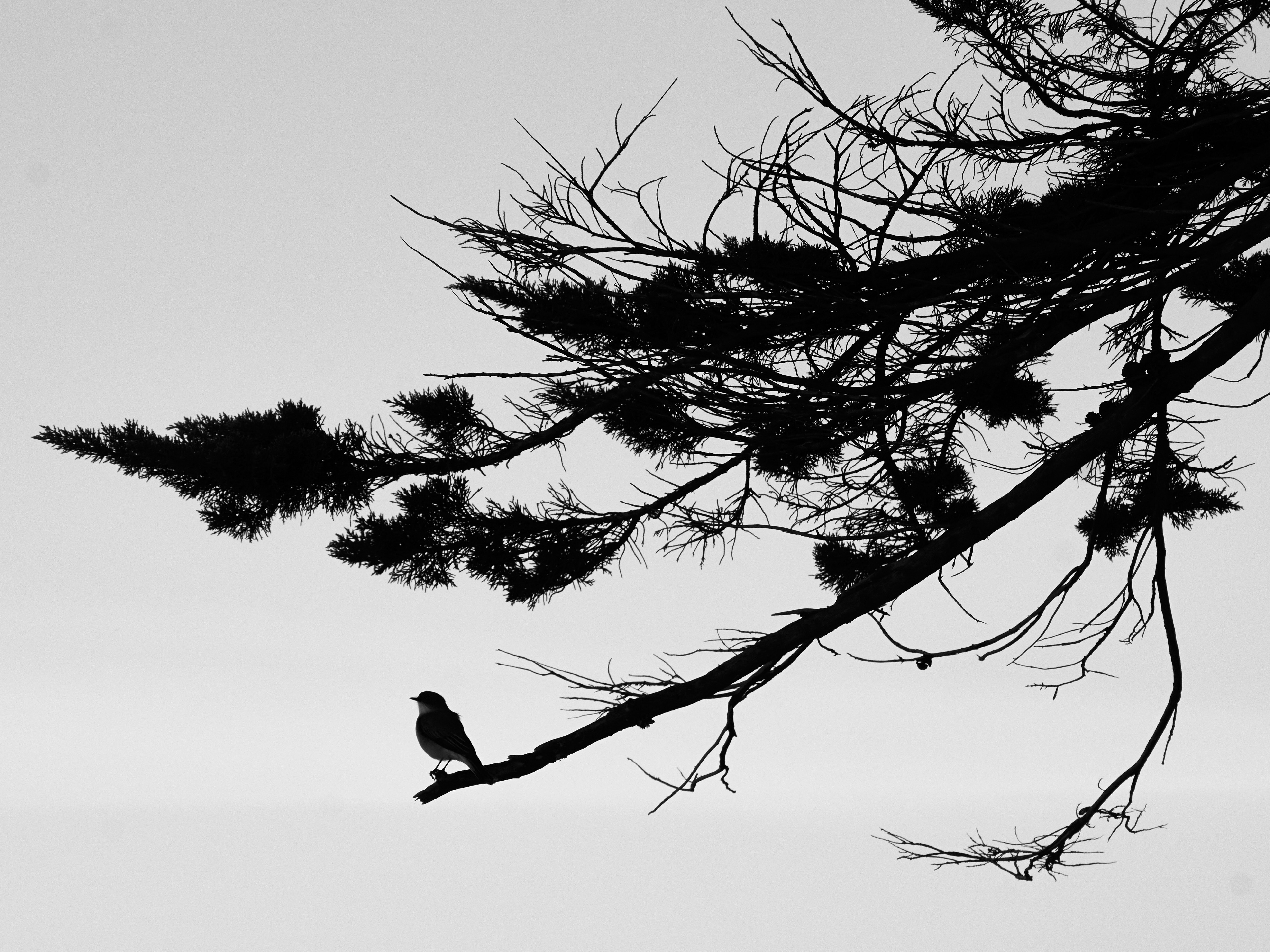 Photo by amenabarladrondeguevara