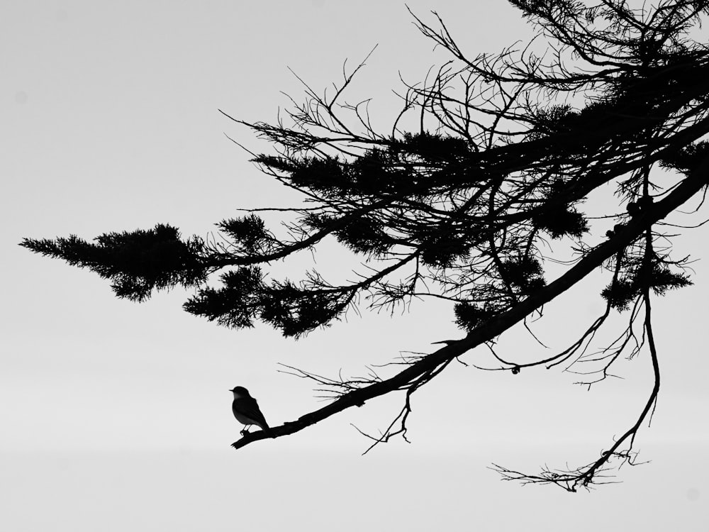 silhouette of bird on tree branch during daytime