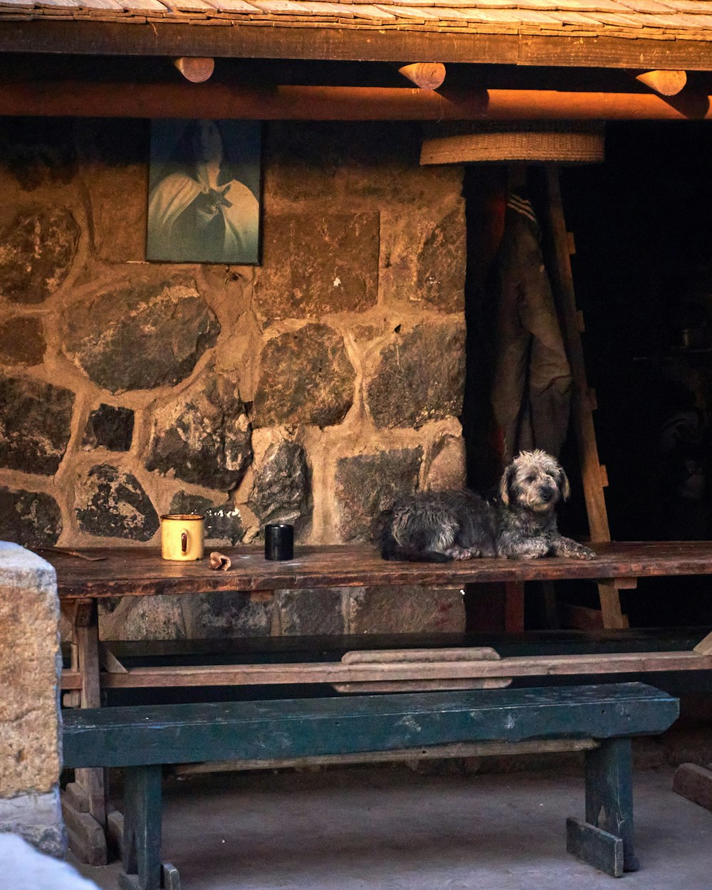 black and white short coated dog on brown wooden bench