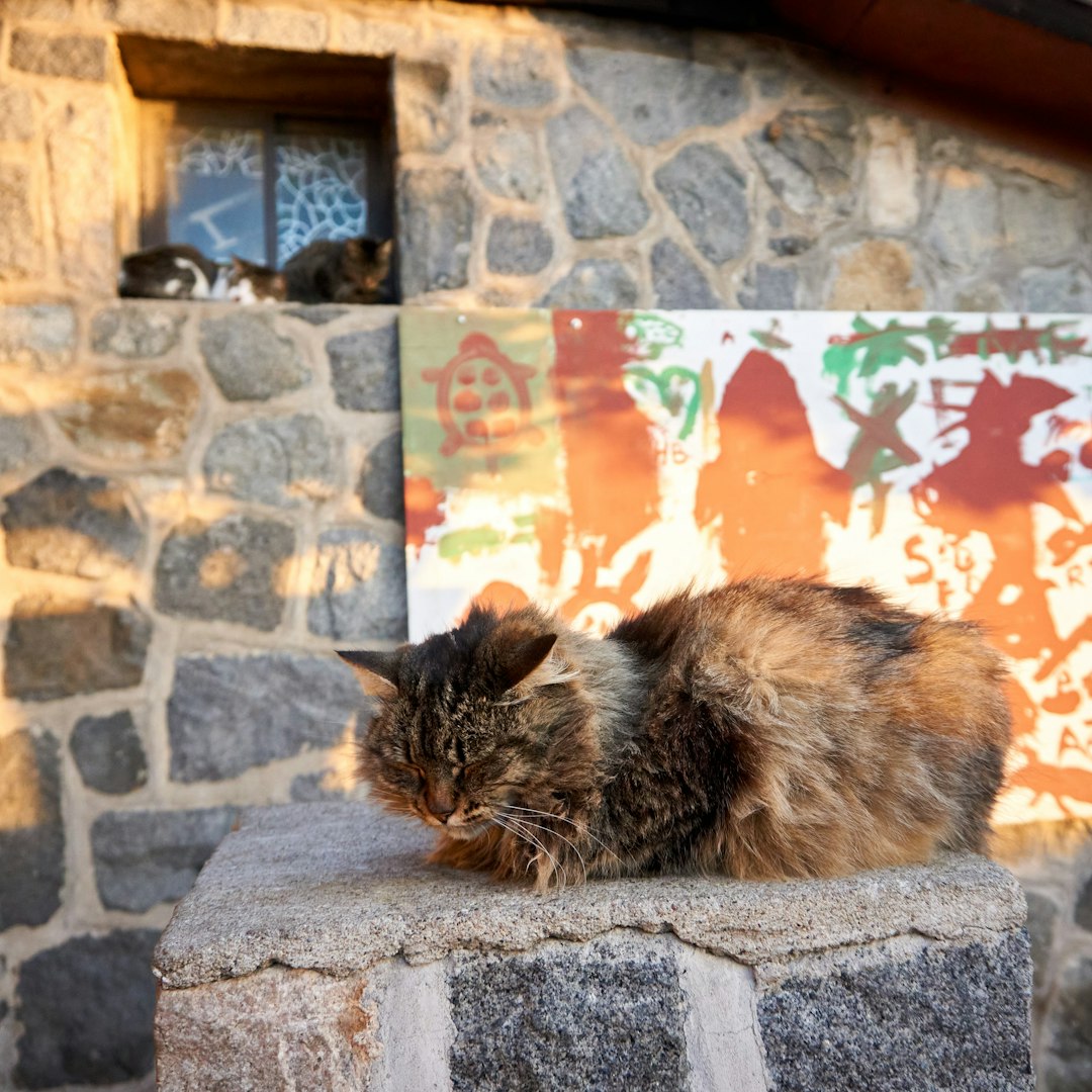 brown and black cat on gray concrete wall