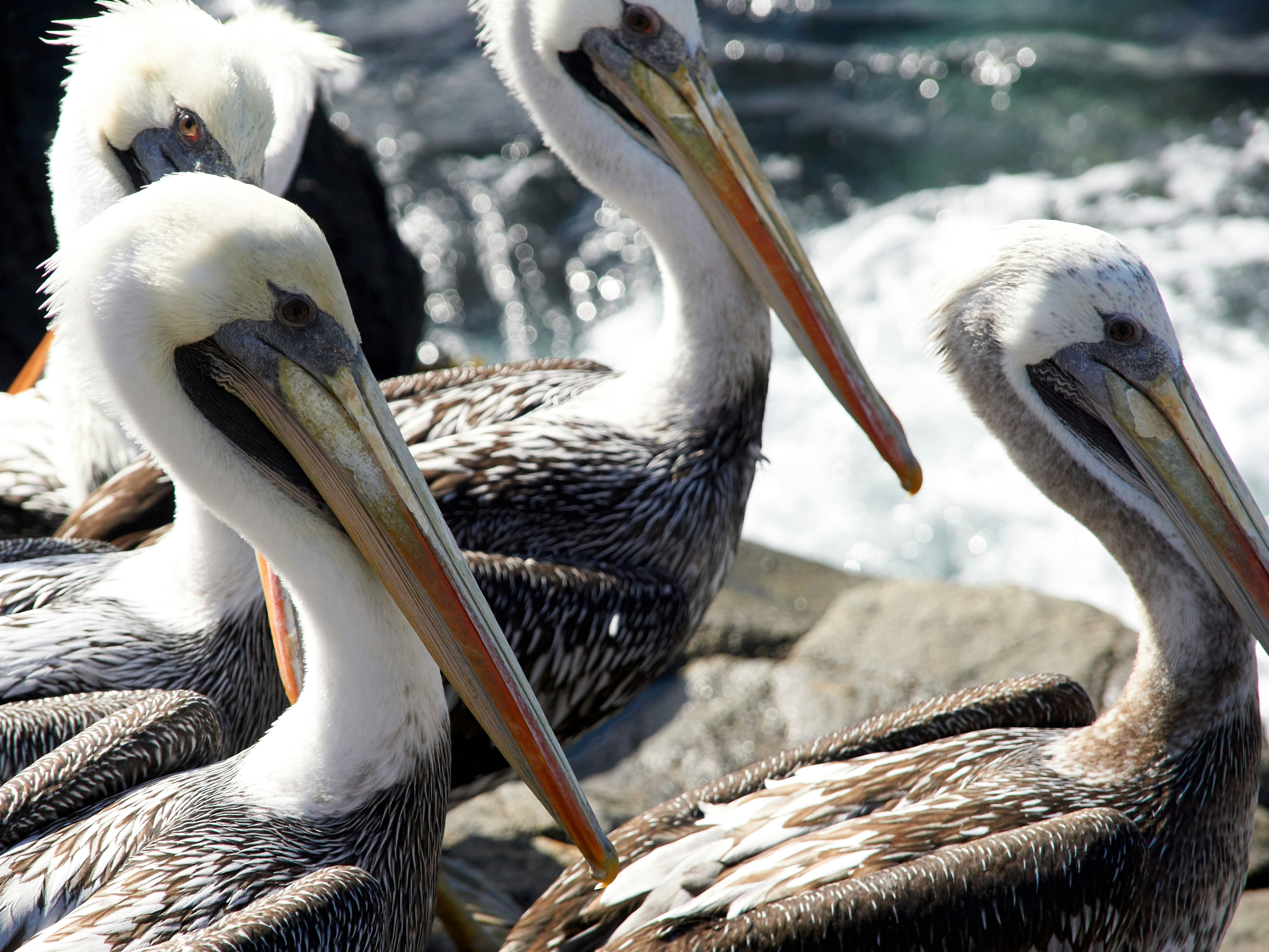 Photo by amenabarladrondeguevara