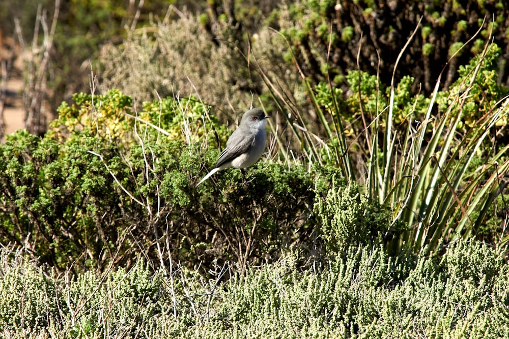 white and gray bird on green grass during daytime