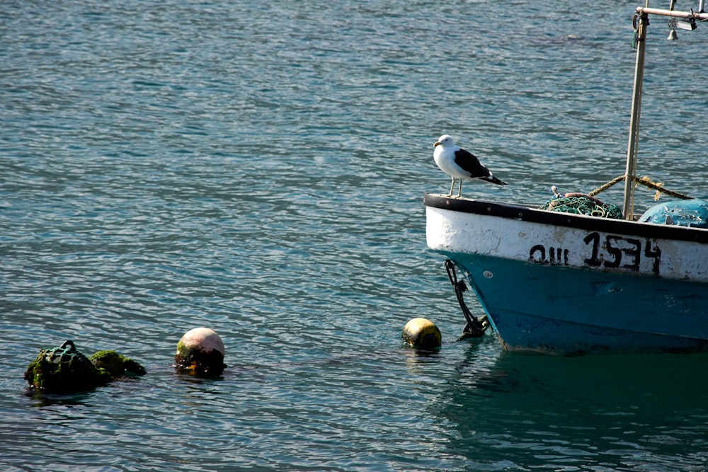 flock of birds on boat during daytime