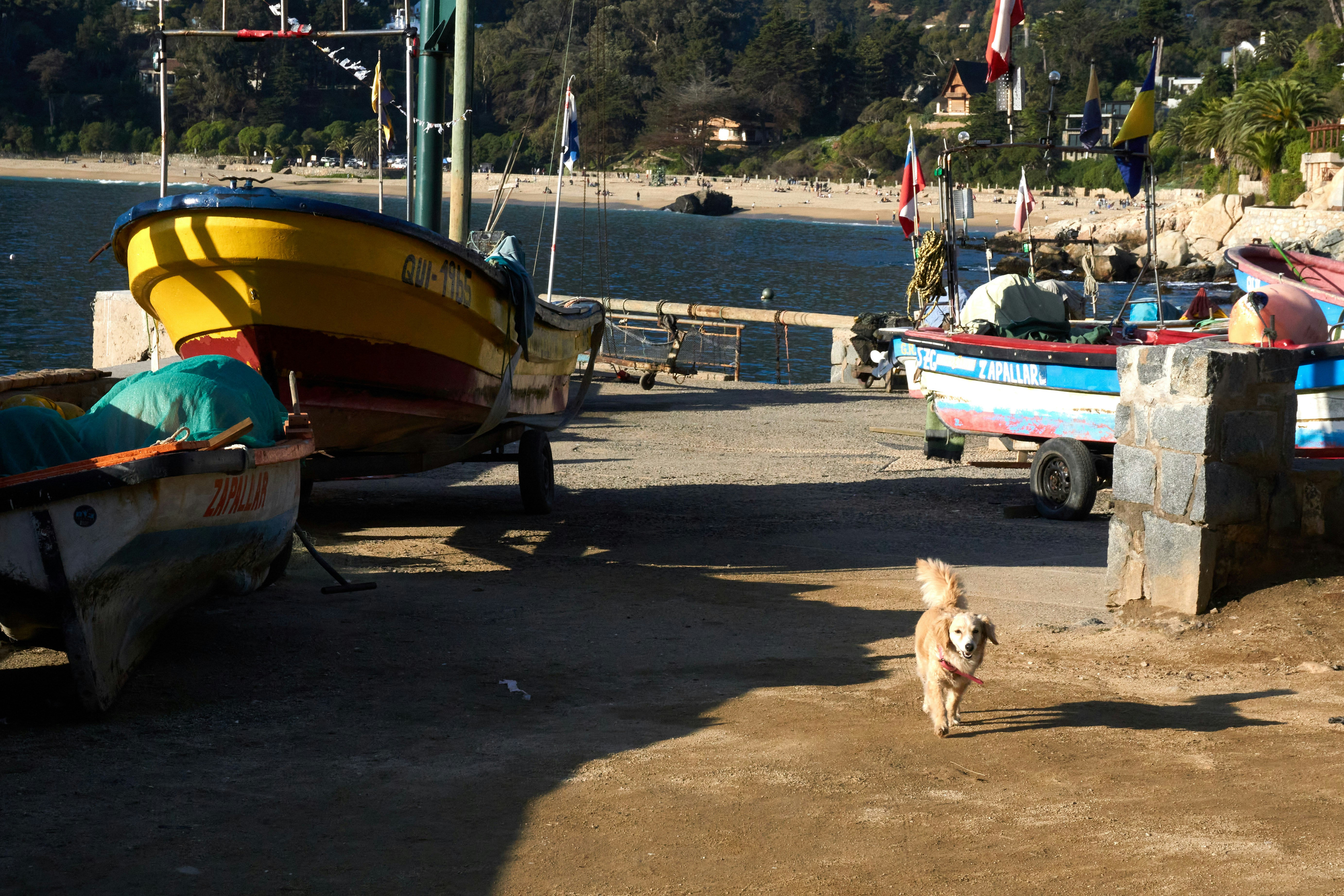 brown dog on beach during daytime, 