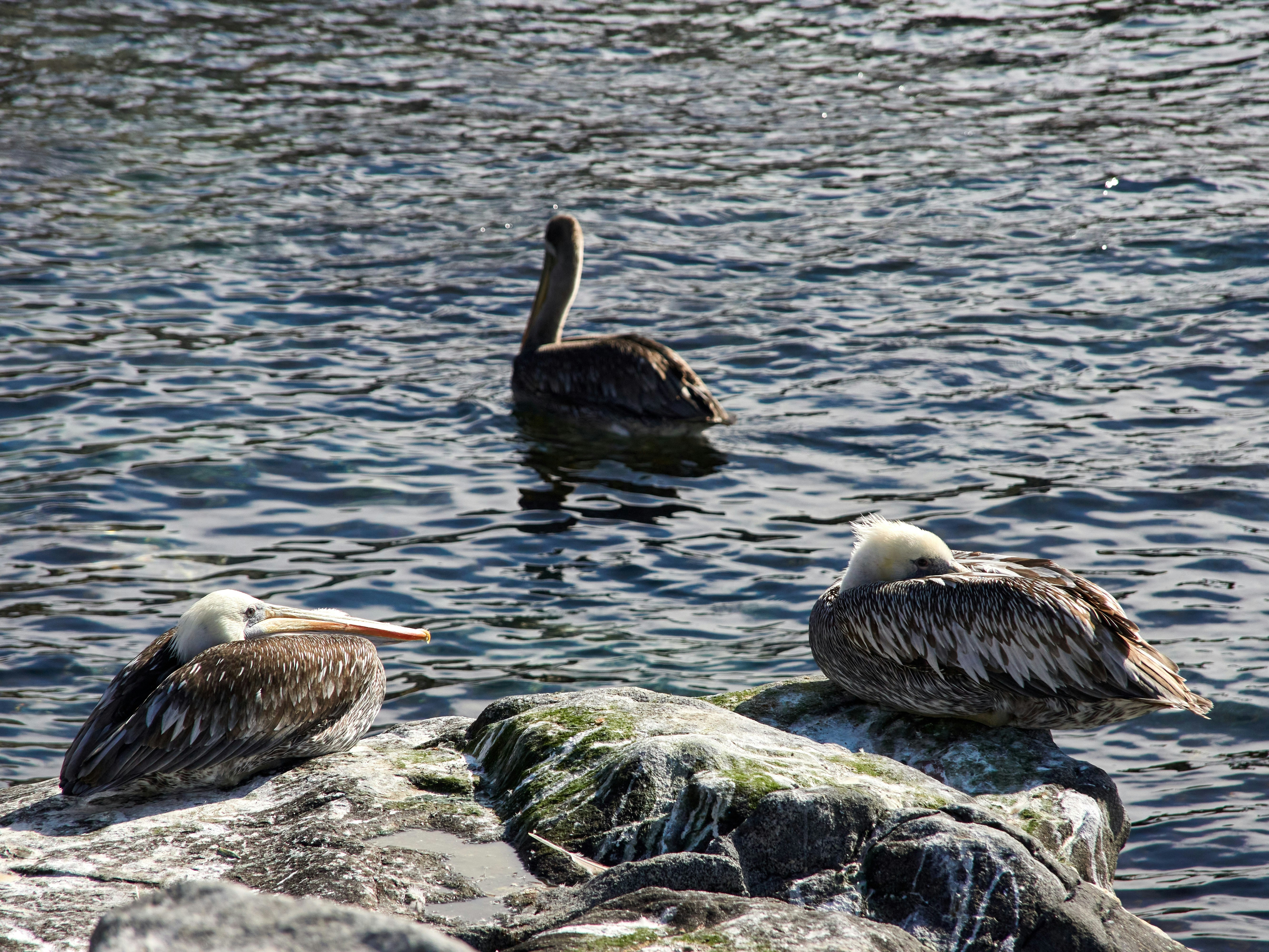 Photo by amenabarladrondeguevara