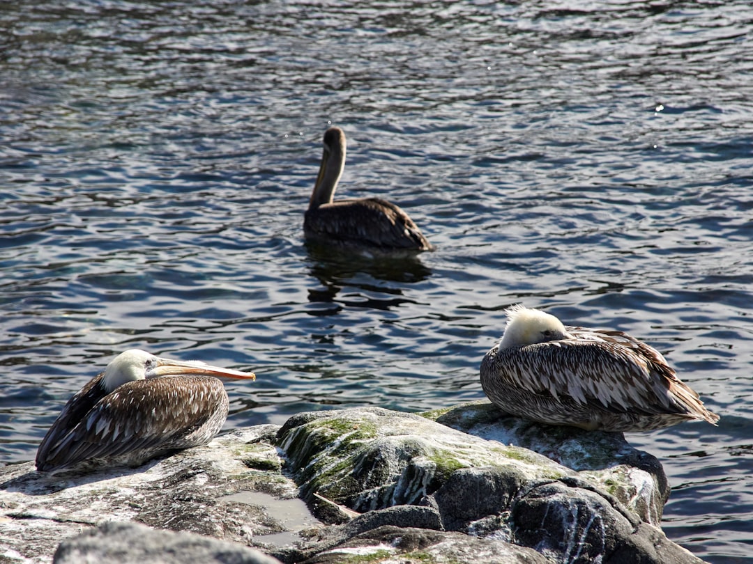 pelican on rock near body of water during daytime