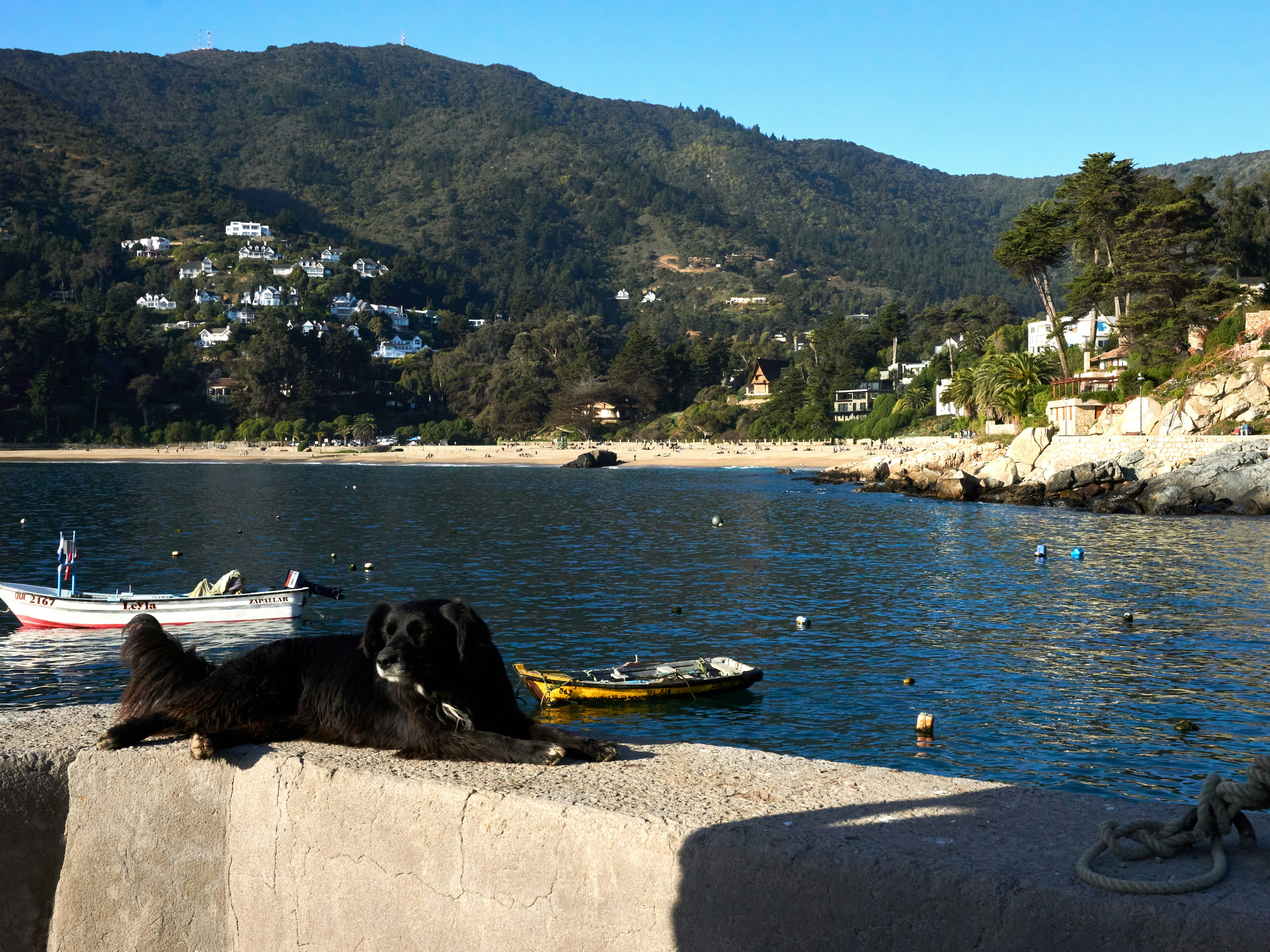 black labrador retriever lying on concrete floor near body of water during daytime