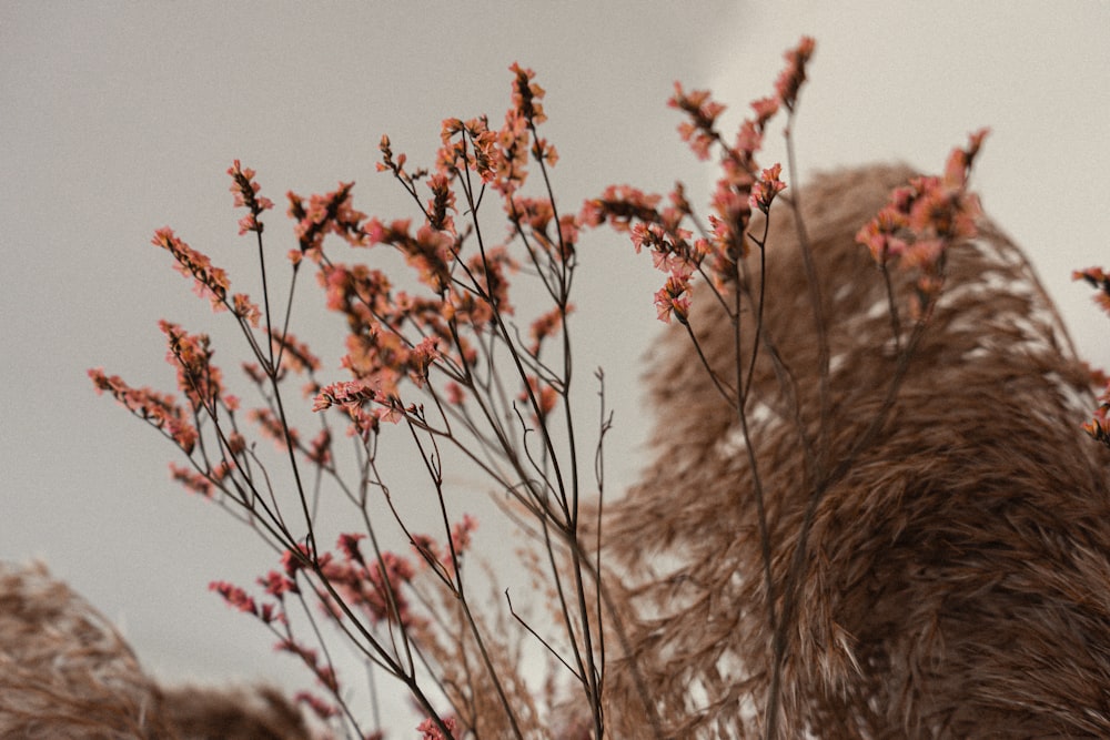 brown grass under white sky during daytime