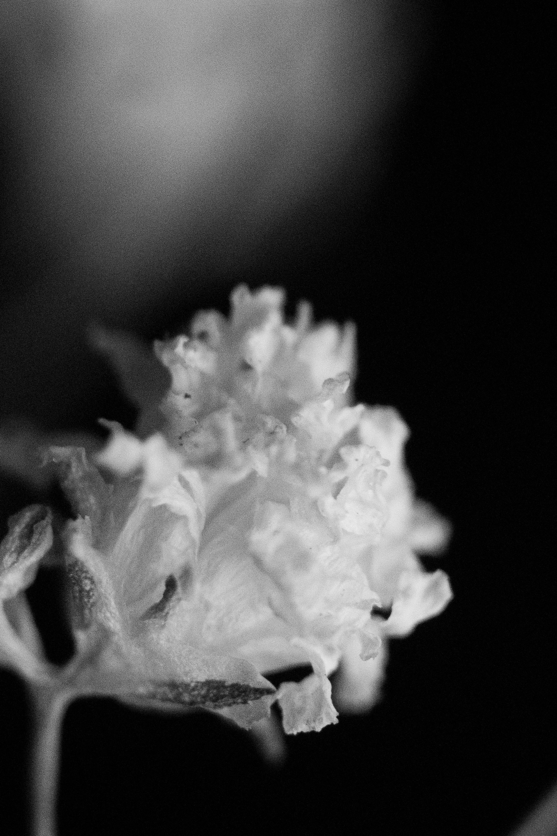 Photo by caspian_dahlstrom