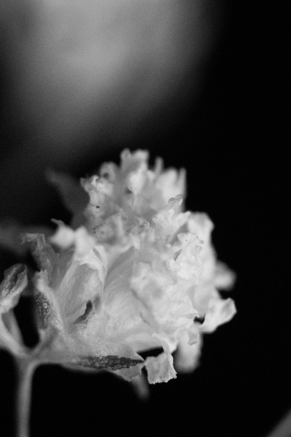 white flower in black background