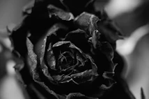 greyscale photo of rose flower
