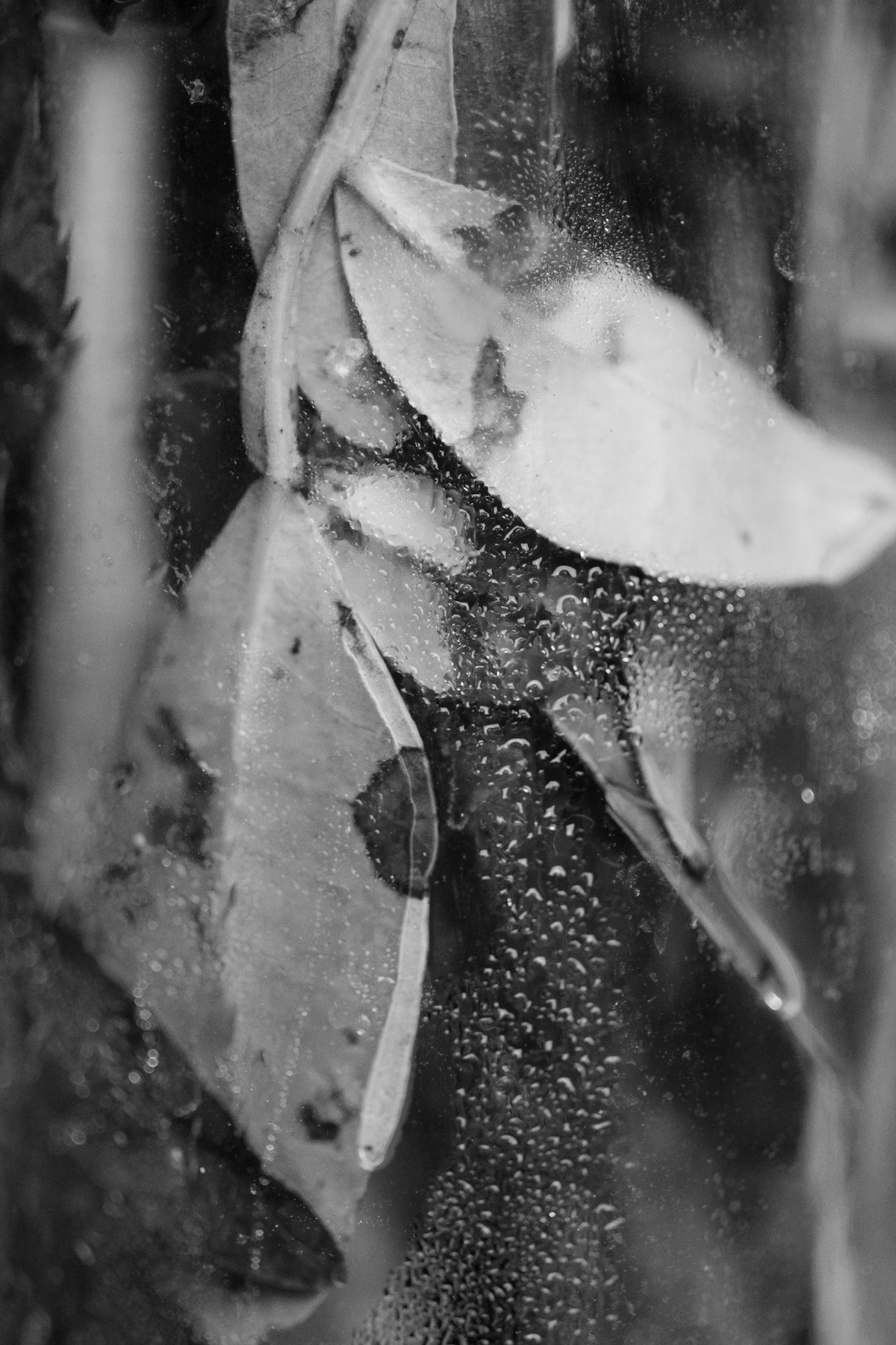 grayscale photo of flower bud