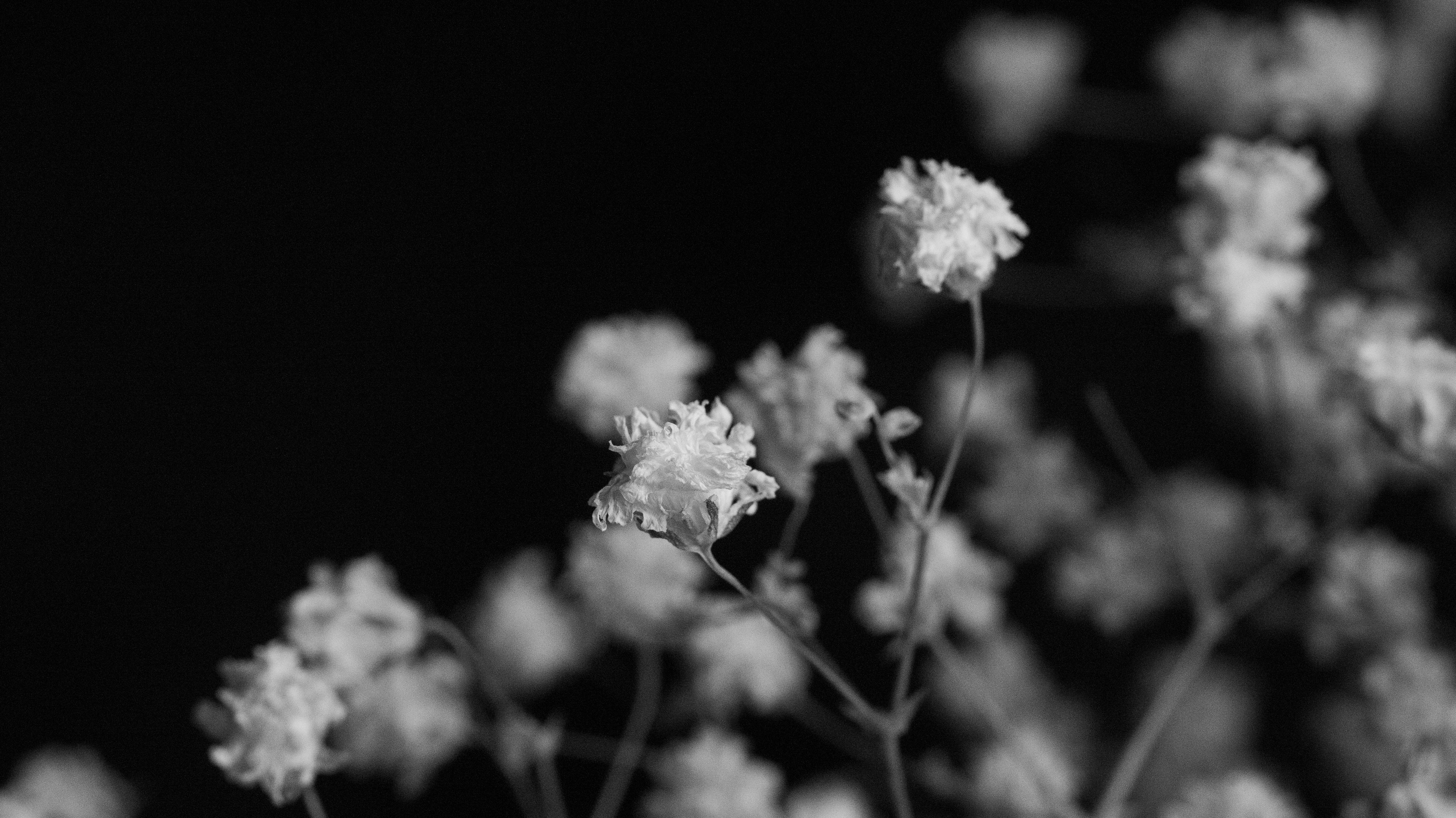 500+ Black And White Flower Pictures [HD] | Download Free Images on Unsplash, image size:3000x1687