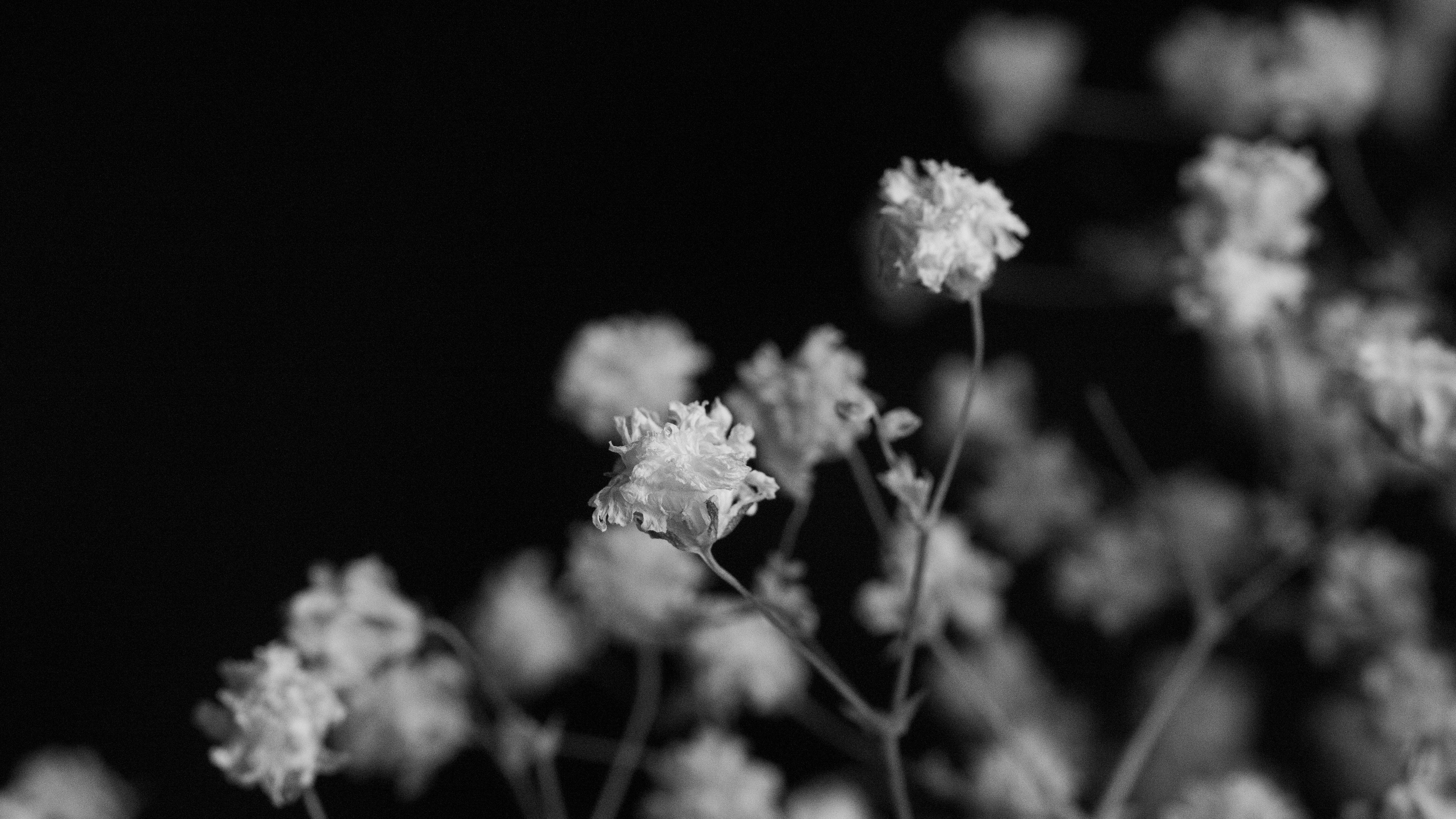 grayscale photo of white flower