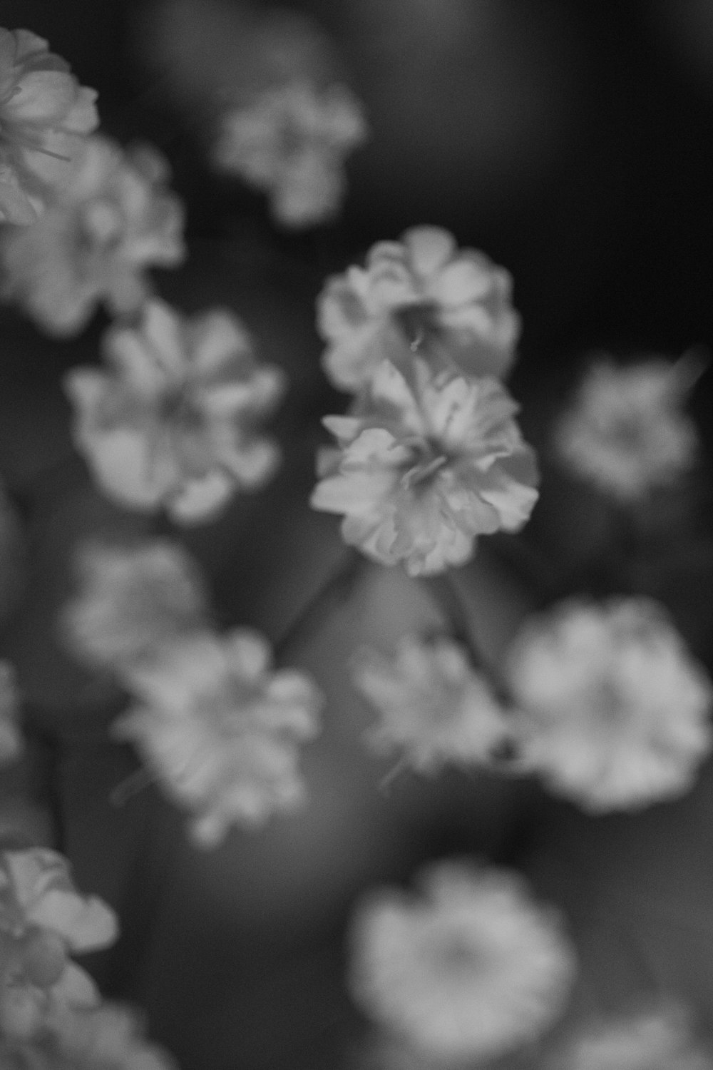 grayscale photo of white flowers