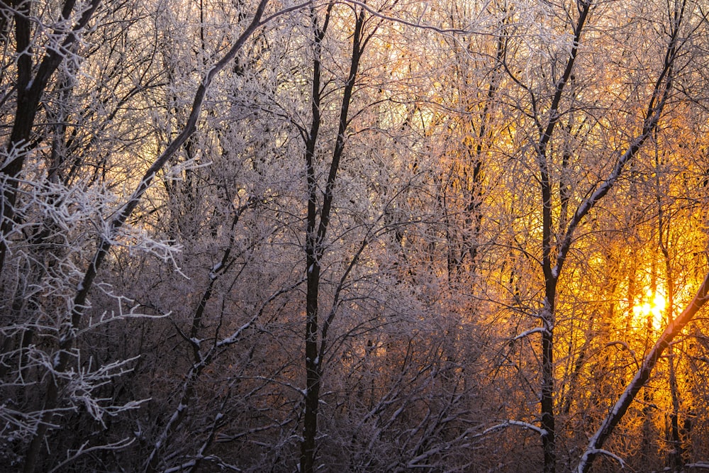 brown trees under white sky during daytime