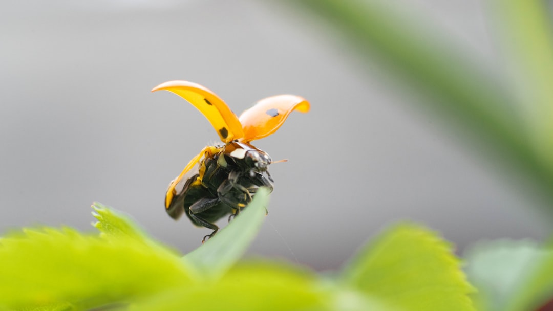 black and yellow beetle on yellow flower