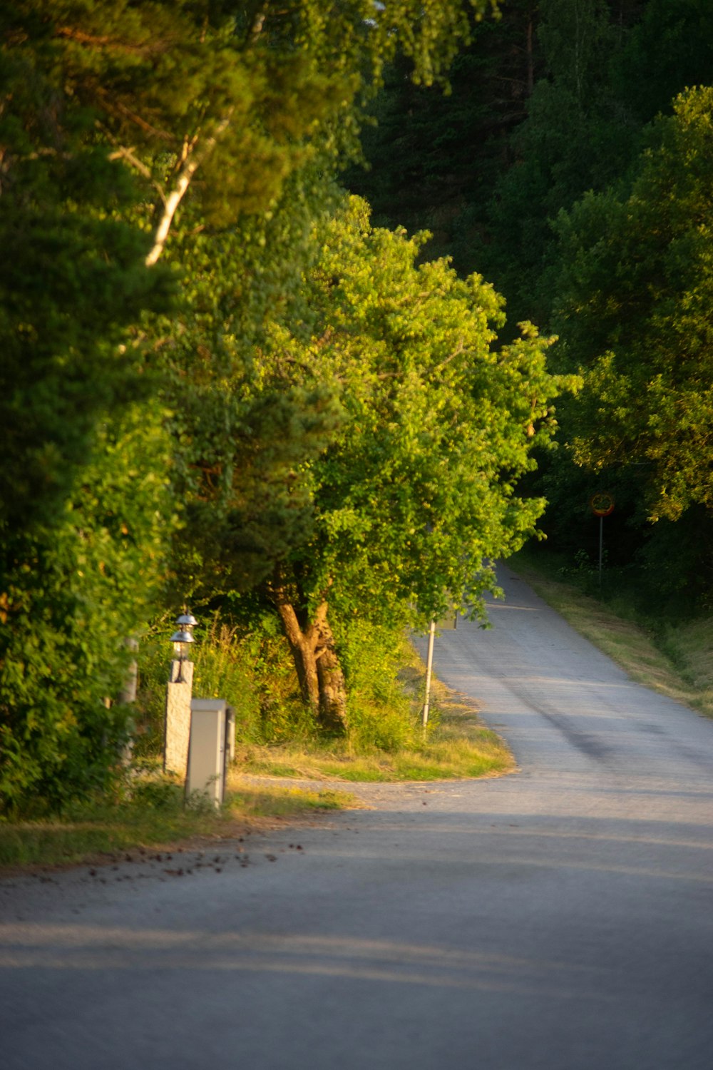 green trees beside gray asphalt road during daytime