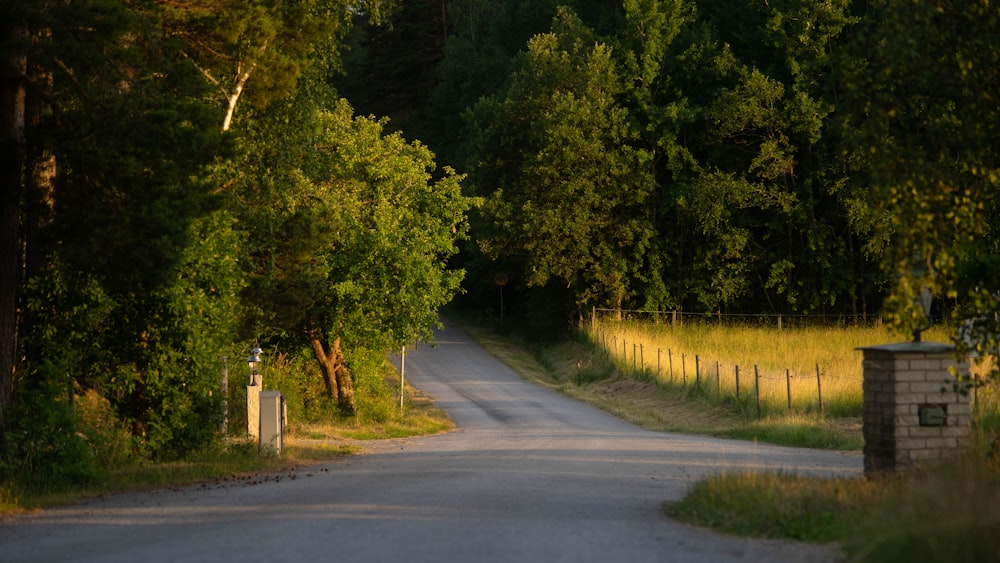 gray asphalt road between green trees during daytime