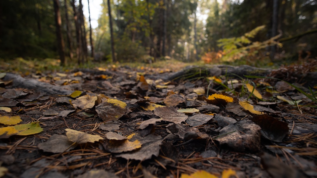 brown leaves on ground during daytime