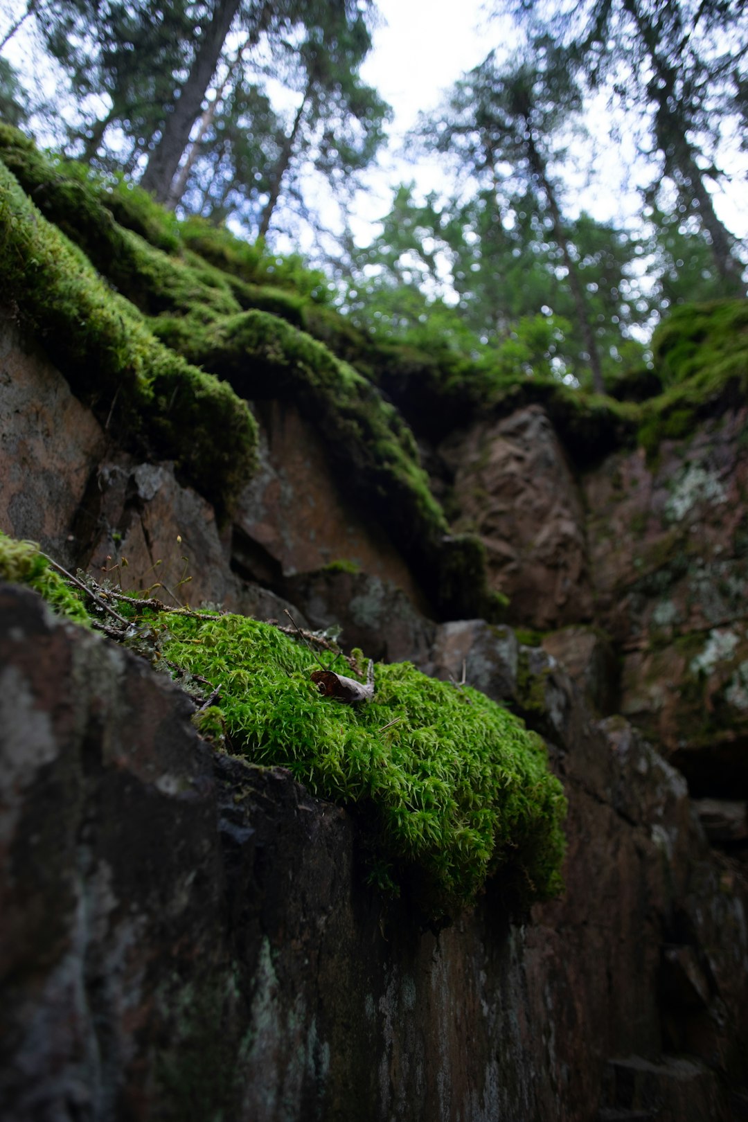 green moss on brown rock