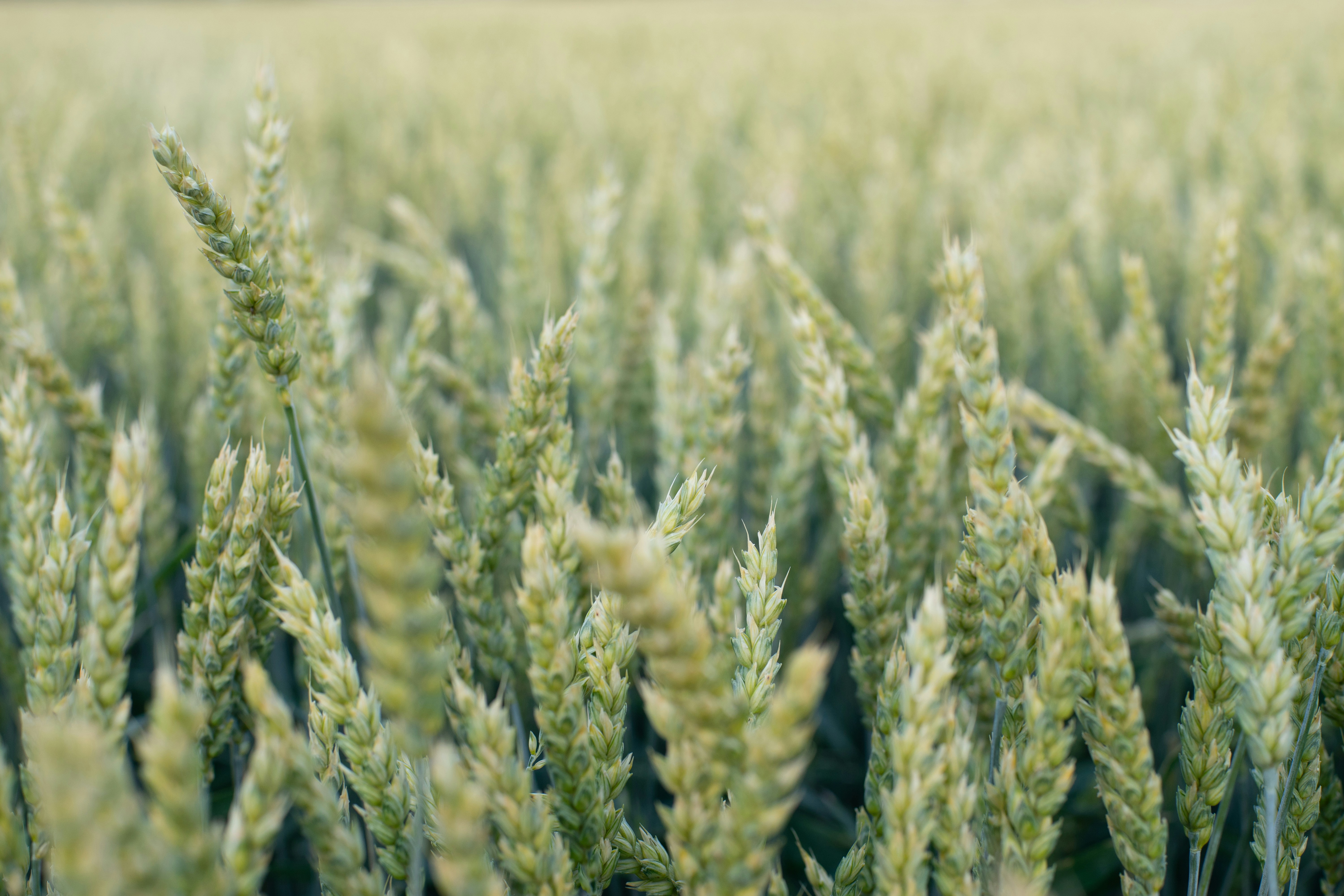 Photo by caspian_dahlstrom