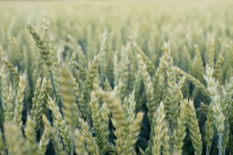 green wheat field during daytime