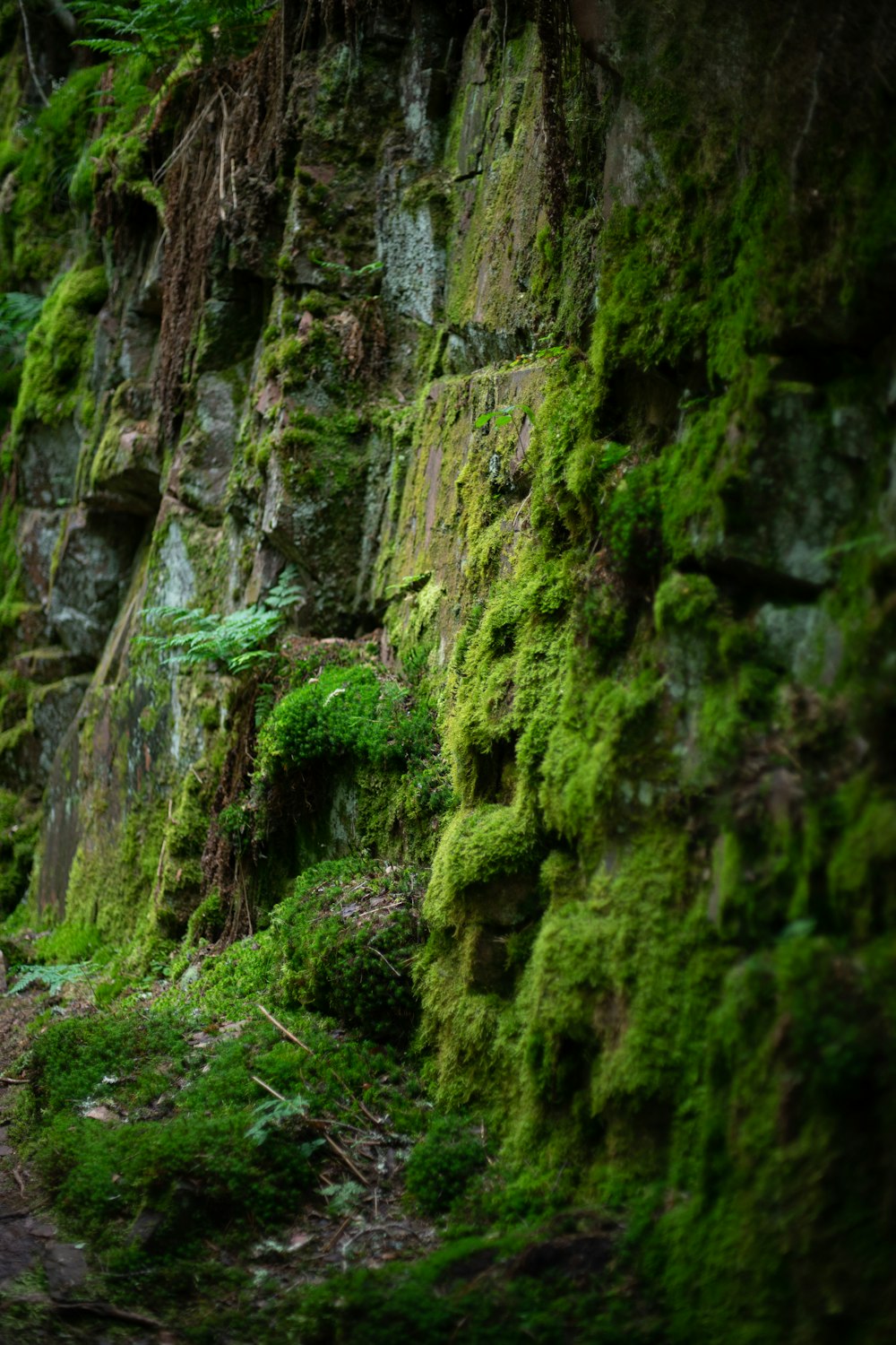 green moss on gray rock