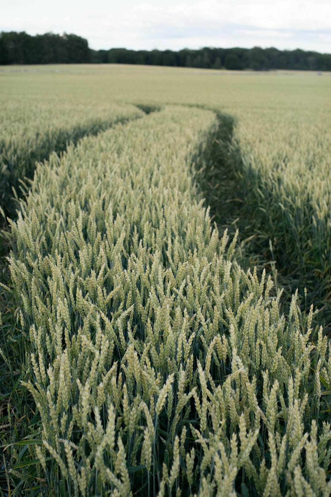 green grass field during daytime