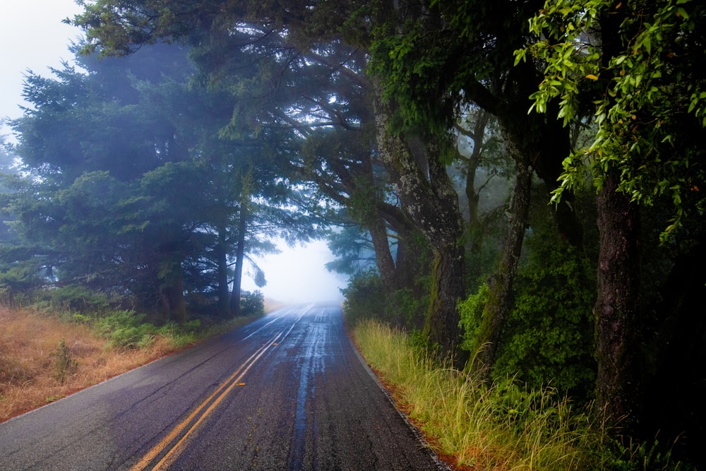 gray asphalt road between green trees under white sky during daytime