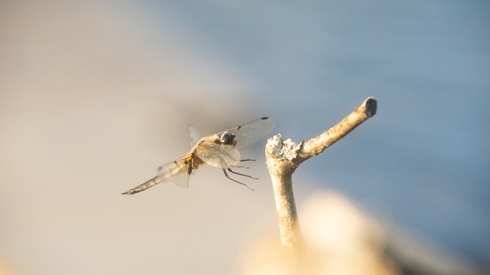 brown and black dragonfly perched on brown tree branch during daytime