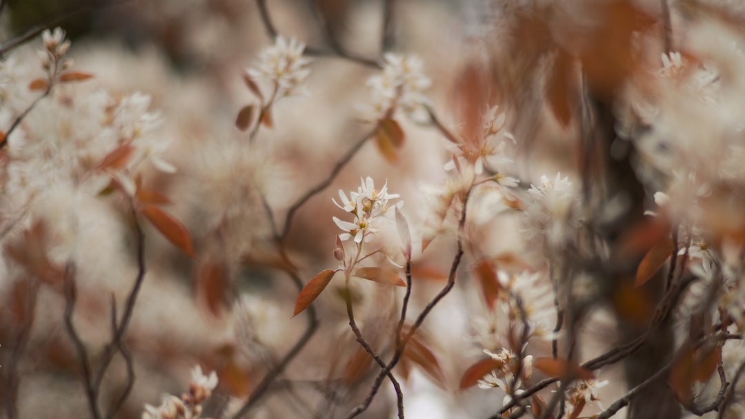 white and brown plant during daytime