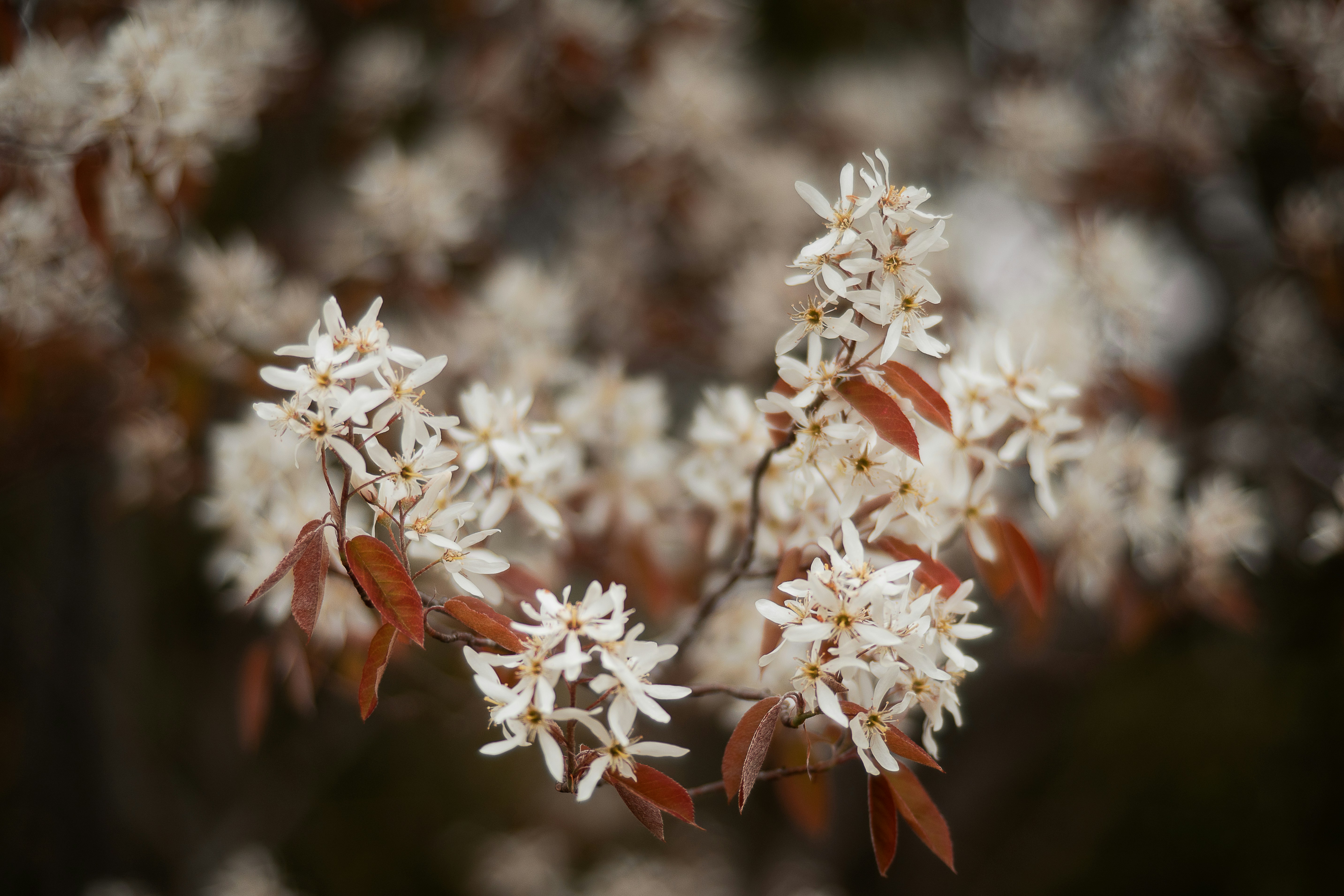 Photo by caspian_dahlstrom