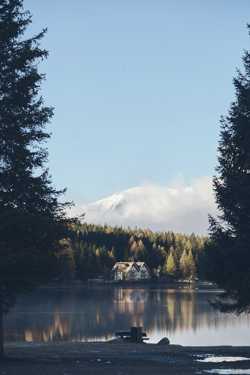 green trees near body of water during daytime