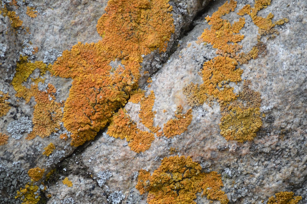 frammento di roccia marrone e grigio