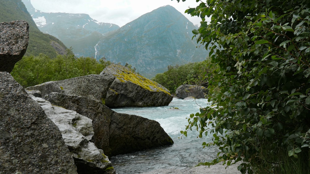 green trees beside river during daytime