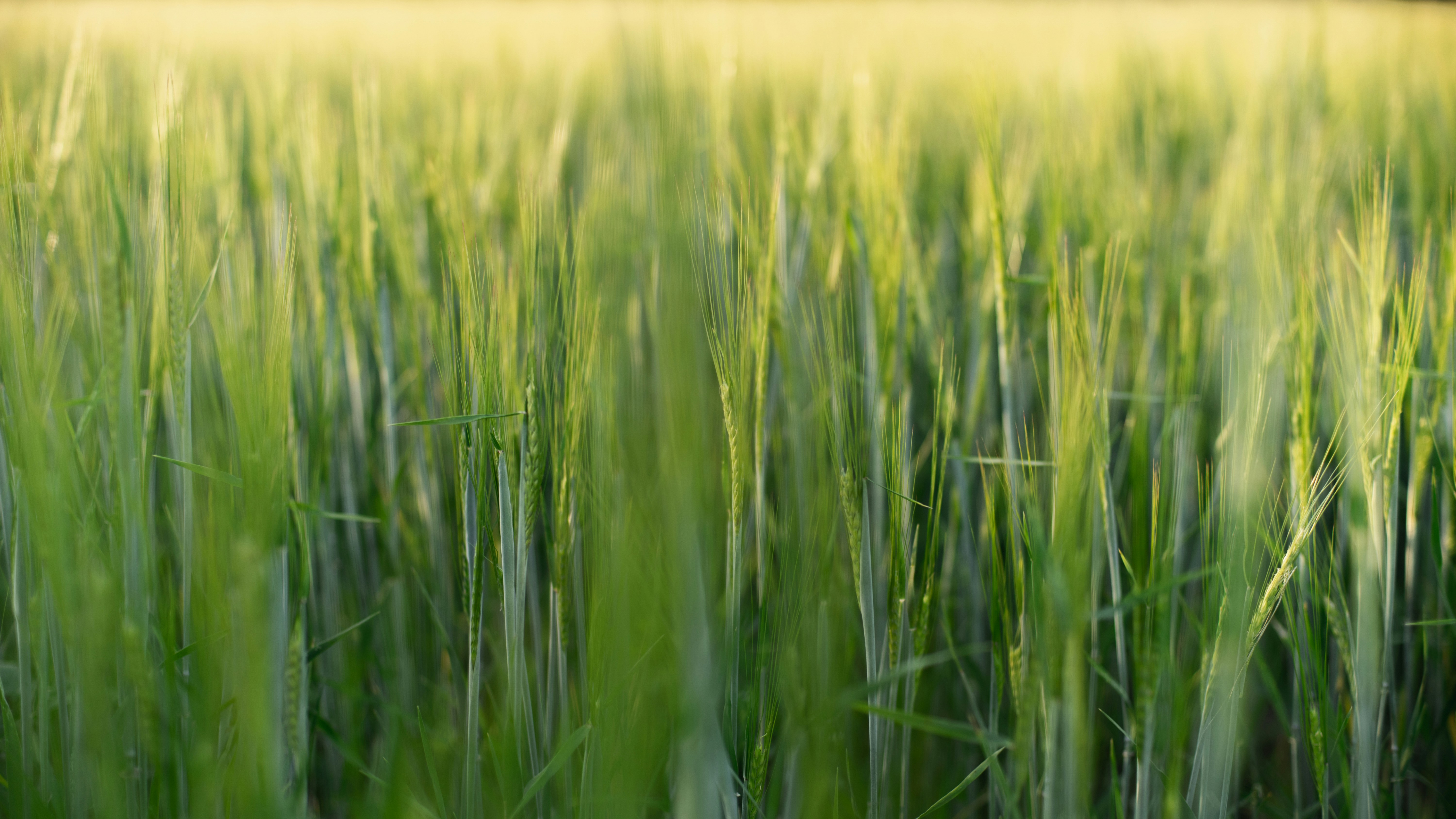 green grass field during daytime