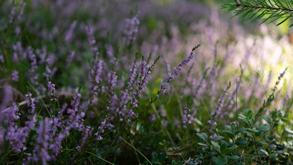 purple flower in close up photography