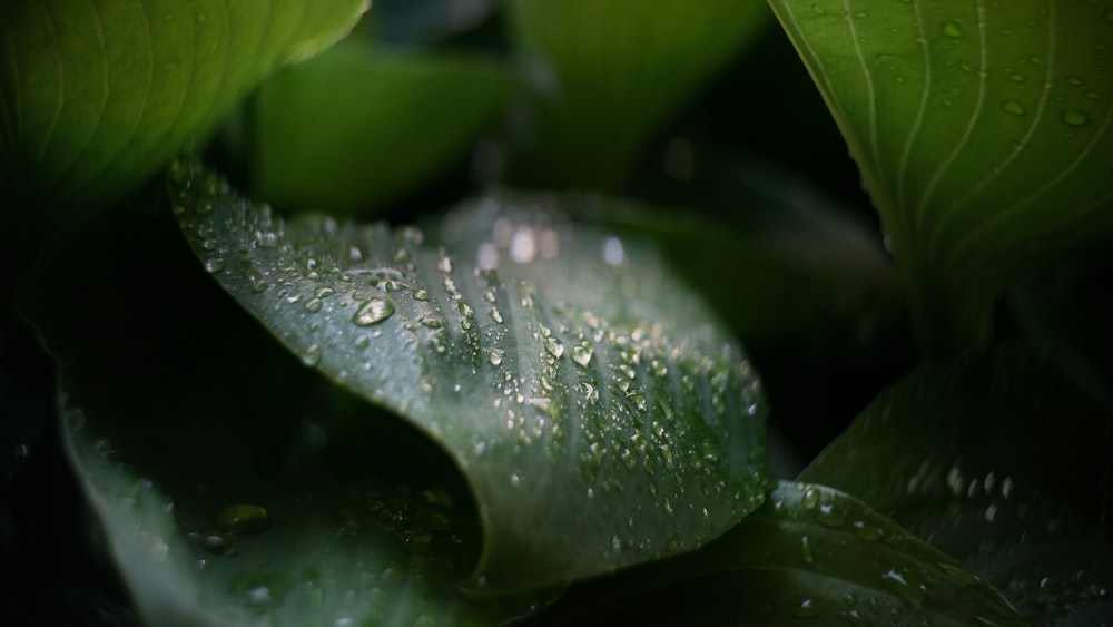 water droplets on green leaf