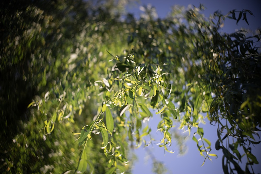 green leaves under blue sky during daytime